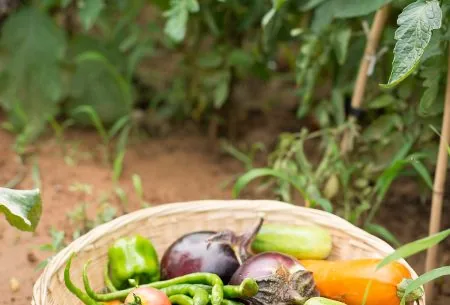 A wooden basket of vegetables in a vine of tomato plants