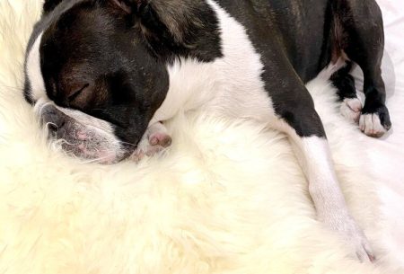 View Let’s talk about sleep Dog on white fur blanket