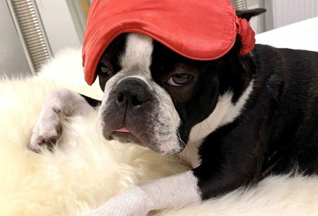 View Top tips to boost sleep quality boston terrier sleeping