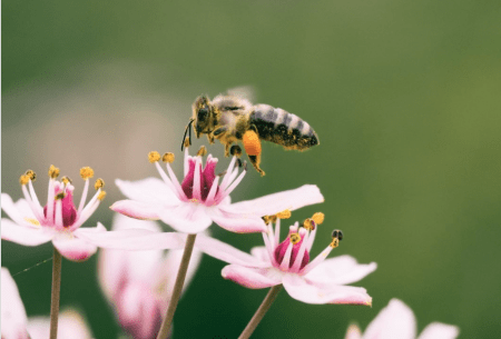 A zoomed in image of a wasp collecting pollen from a flower