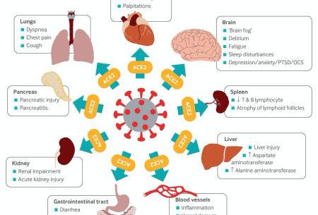 Detailed map-style illustration demonstrating various vital organs throughout the body