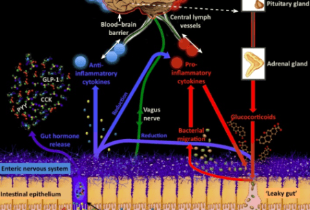 Detailed illustration of brain and its firing mechanisms