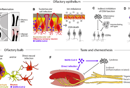 Detailed illustration showing diagram of olfactory epithelium