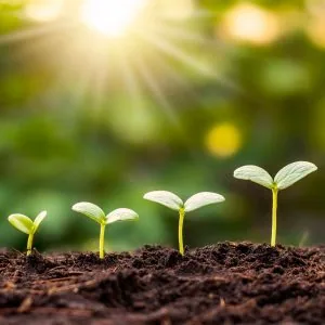 A photo of sprouts at different stages of growth