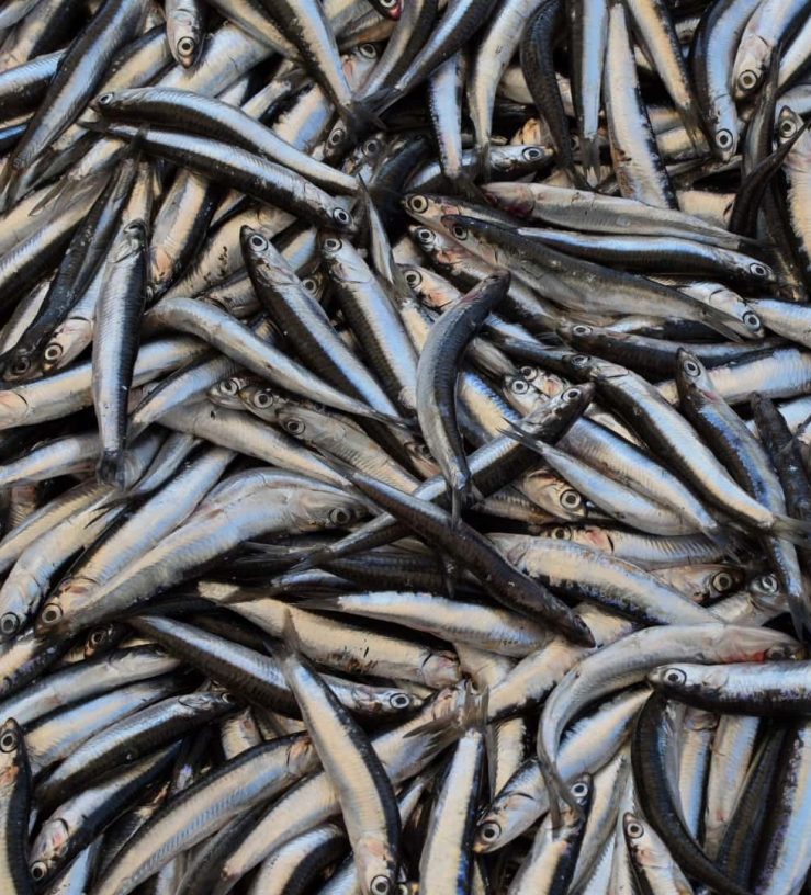 A photo of sardines