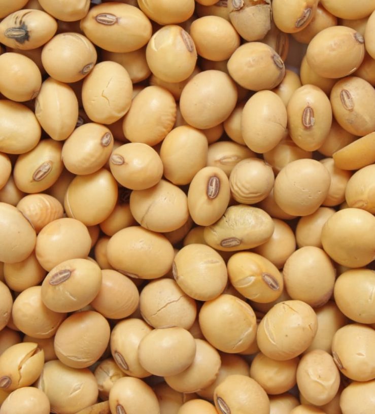 A photo of soy beans